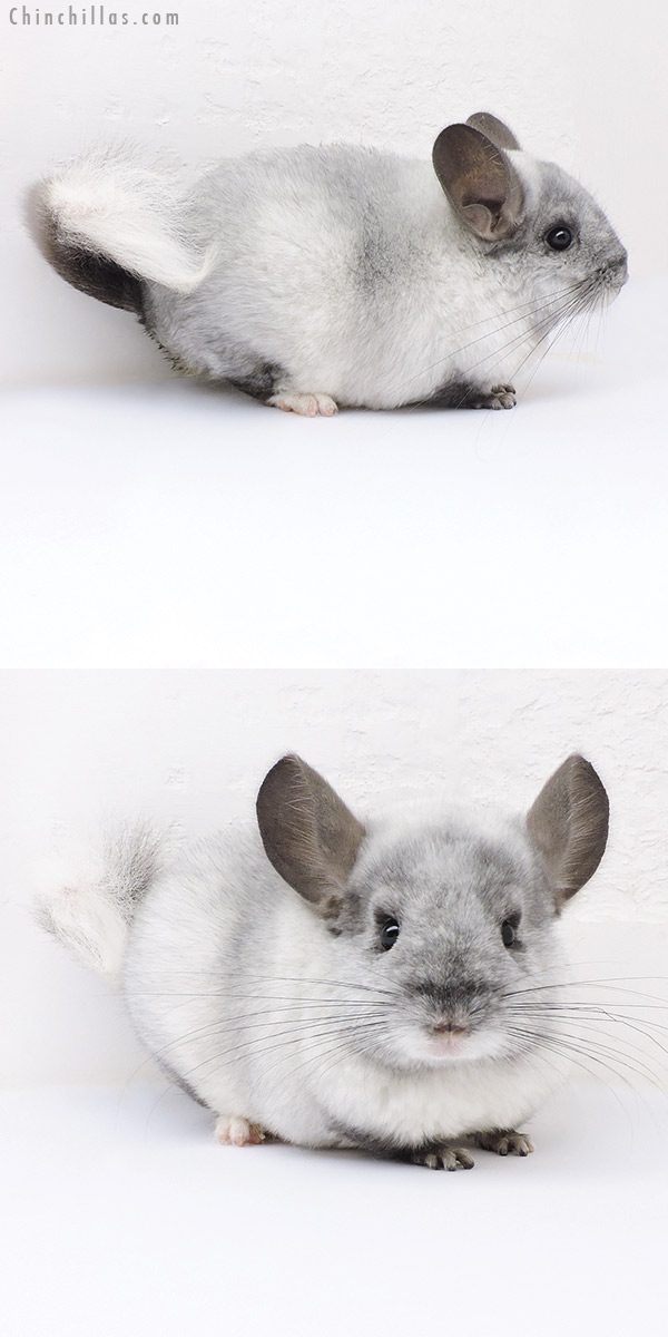 17395 Ebony & White Mosaic Quasi Locken Female Chinchilla