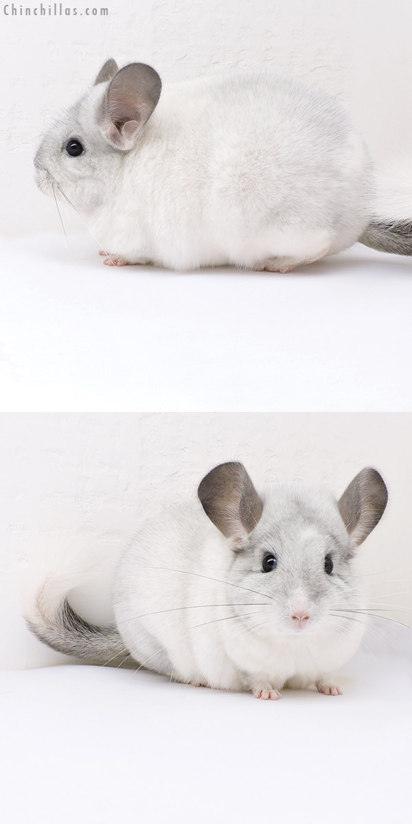 17387 Extra Large Blocky Premium Production Quality White Mosaic Female Chinchilla