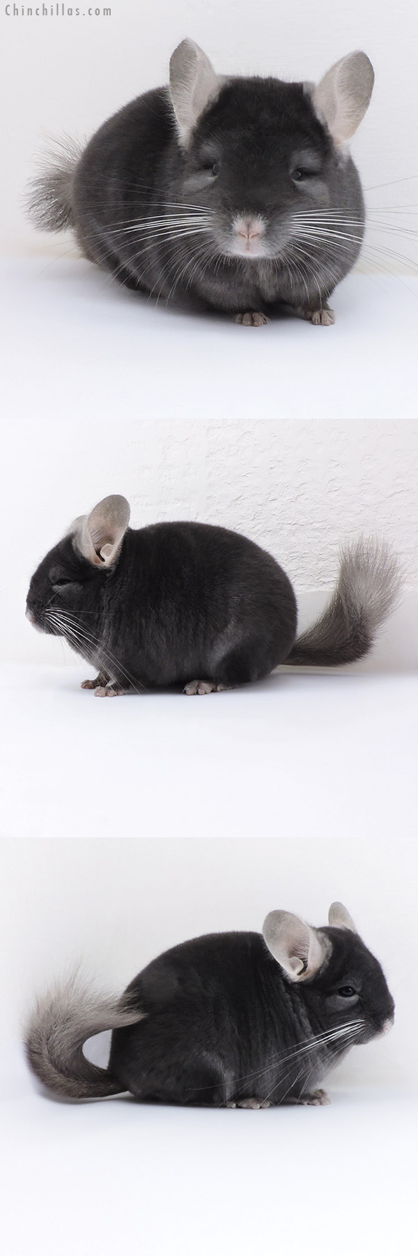 17404 Show Quality Dark Wrap Around Sapphire Male Chinchilla