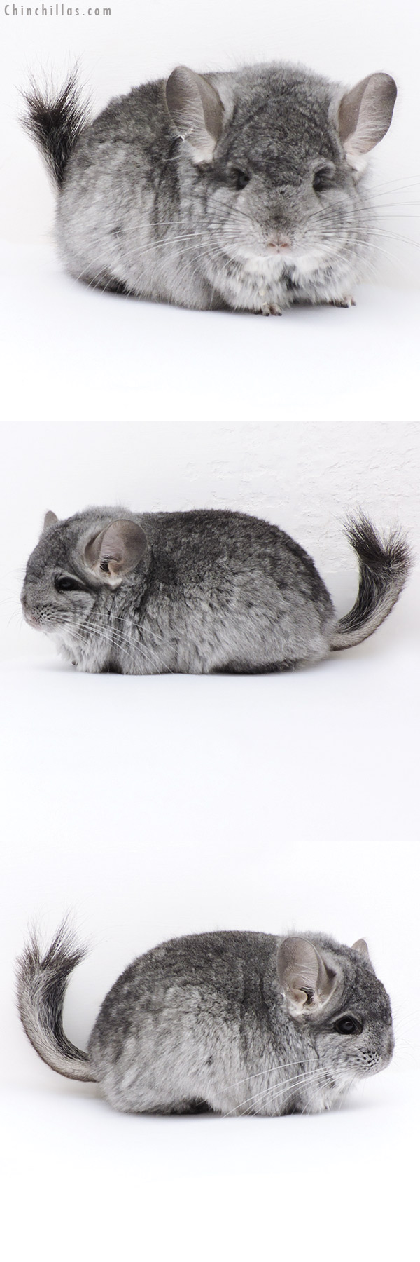 Chinchilla or related item offered for sale or export on Chinchillas.com - 17408 Exceptional Standard  Royal Persian Angora Male Chinchilla
