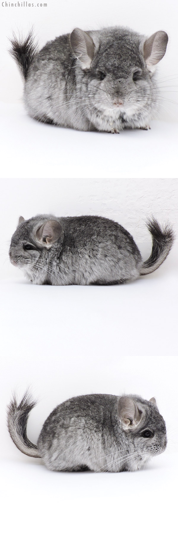 17408 Exceptional Standard  Royal Persian Angora Male Chinchilla