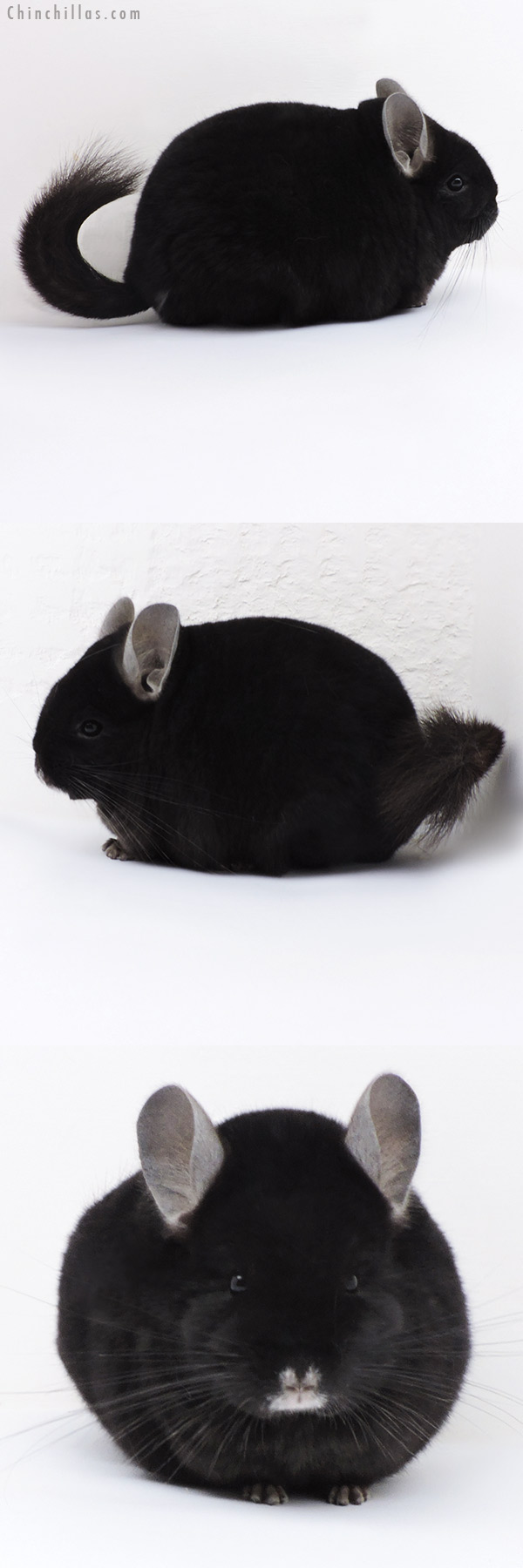 17411 Blocky Premium Production Quality Ebony Female Chinchilla