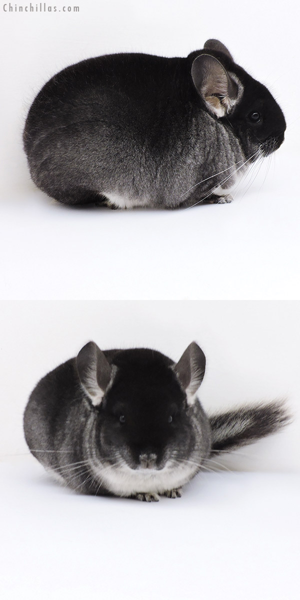 17396 Large Blocky Show Quality Black Velvet Female Chinchilla