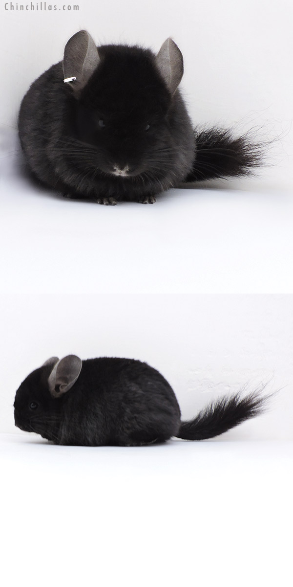 Chinchilla or related item offered for sale or export on Chinchillas.com - 17406 Ebony  Royal Persian Angora ( Locken Carrier ) Male Chinchilla