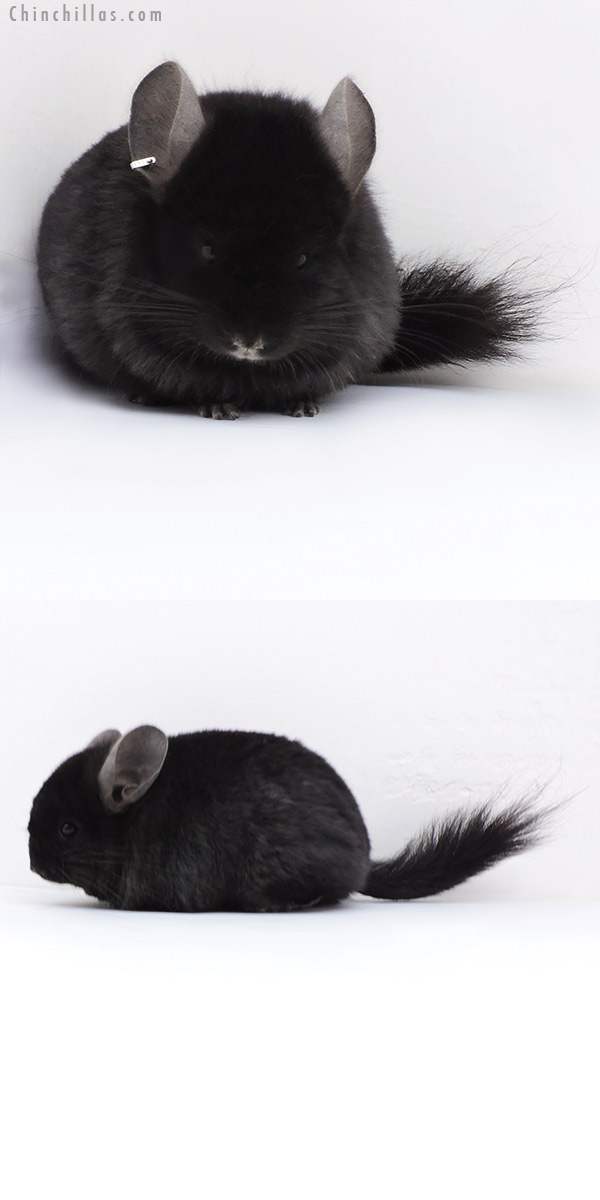 17406 Ebony  Royal Persian Angora ( Locken Carrier ) Male Chinchilla