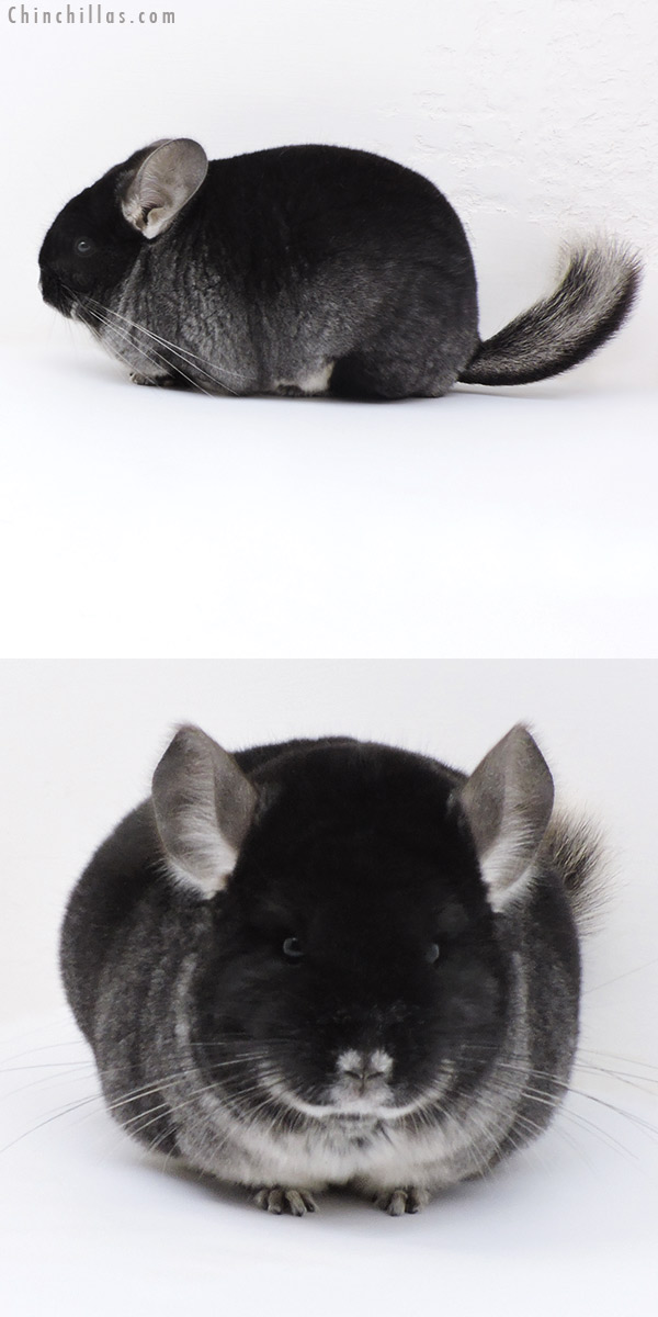 17412 Extra Large Blocky Show Quality Black Velvet Female Chinchilla