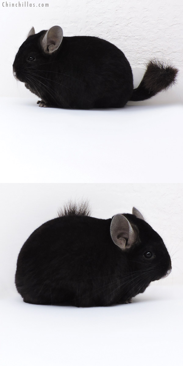 17405 Blocky Herd Improvement Quality Ebony Male Chinchilla