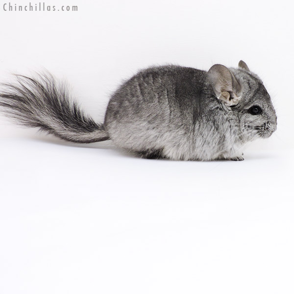 17409 Standard  Royal Persian Angora Male Chinchilla