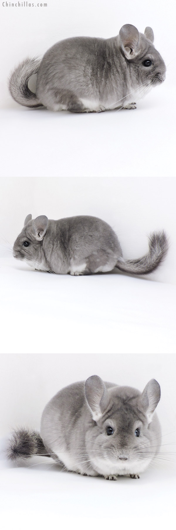 18001 Large Blocky Premium Production Quality Violet Female Chinchilla