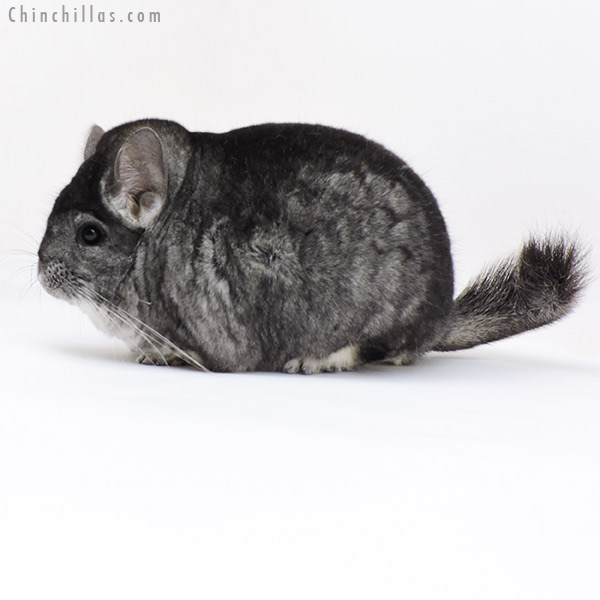 Chinchilla or related item offered for sale or export on Chinchillas.com - 18002 Extra Large Blocky Premium Production Quality Standard Female Chinchilla