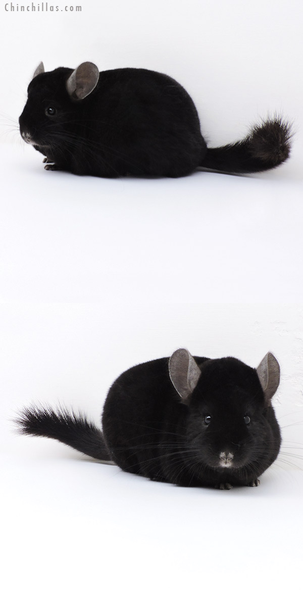 18003 Extra Large Premium Production Quality Ebony Female Chinchilla