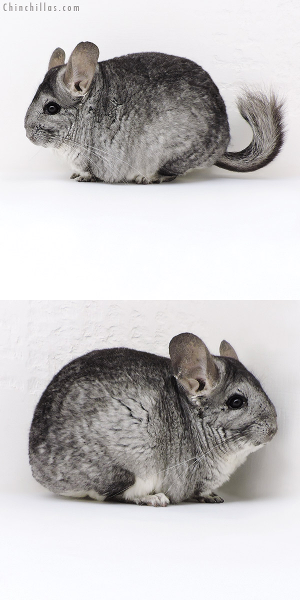 18010 Large Standard ( Sapphire &  Royal Persian Angora Carrier ) Female Chinchilla