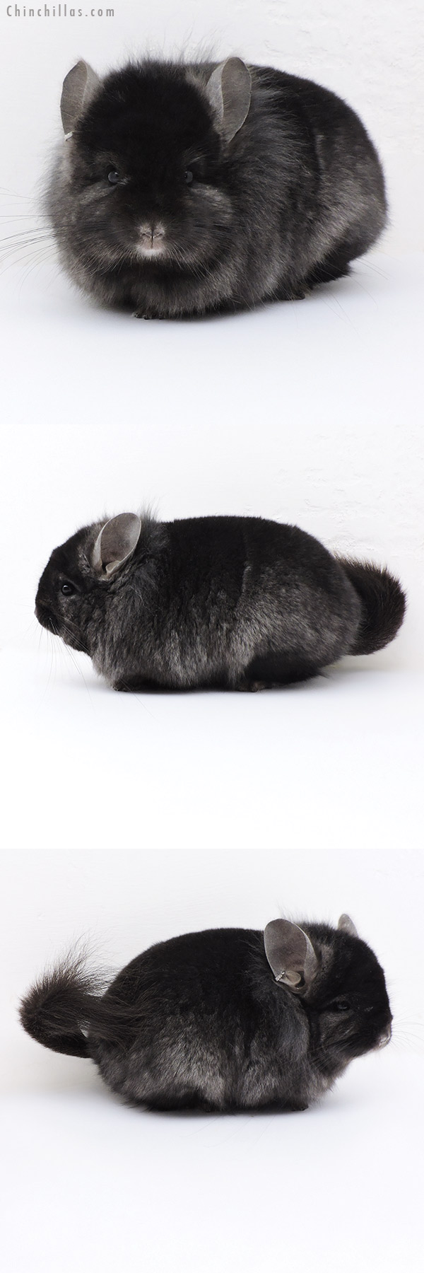 Chinchilla or related item offered for sale or export on Chinchillas.com - 18013 Exceptional Blocky Ebony  Royal Persian Angora Male Chinchilla with Lion Mane