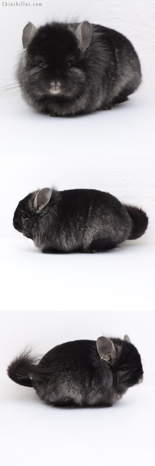 18013 Exceptional Blocky Ebony  Royal Persian Angora Male Chinchilla with Lion Mane