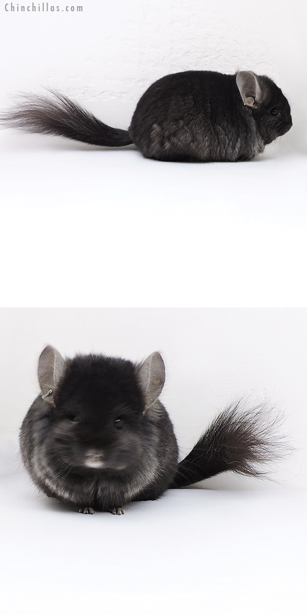 18015 Blocky Ebony  Royal Persian Angora ( Locken Carrier ) Male Chinchilla