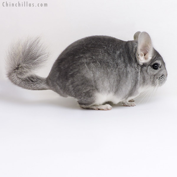 18014 Sapphire (  Royal Persian Angora Carrier ) Male Chinchilla