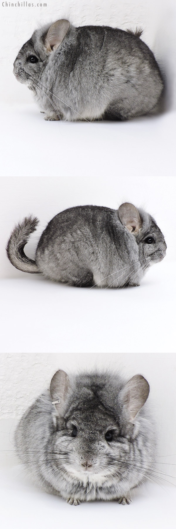 17410 Exceptional Blocky Standard ( Sapphire Carrier )  Royal Persian Angora Male Chinchilla w/ Lion Mane