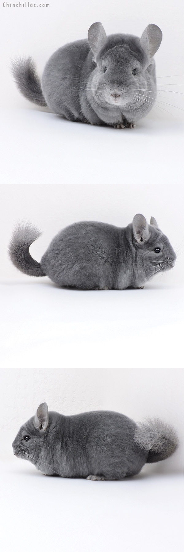 18016 Premium Production Quality Wrap Around Blue Diamond Female Chinchilla