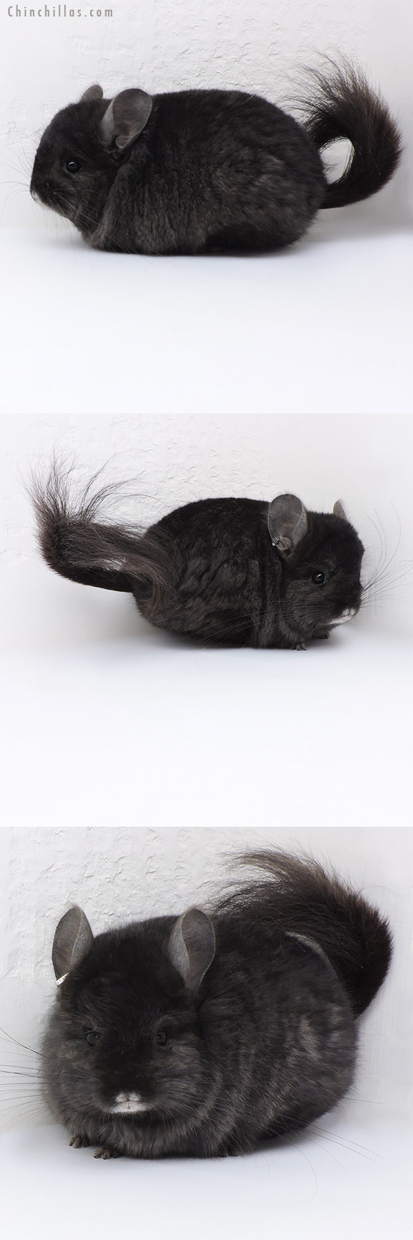 Chinchilla or related item offered for sale or export on Chinchillas.com - 18011 Blocky Ebony  Royal Persian Angora ( Locken Carrier ) Male Chinchilla