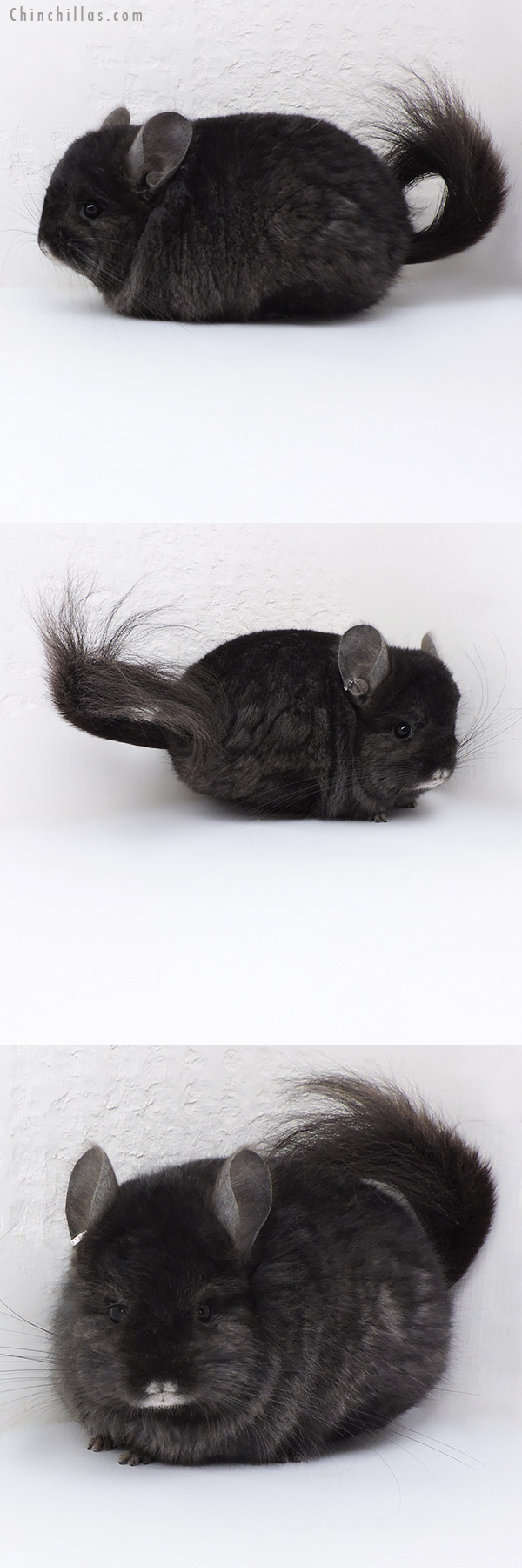 18011 Blocky Ebony  Royal Persian Angora ( Locken Carrier ) Male Chinchilla