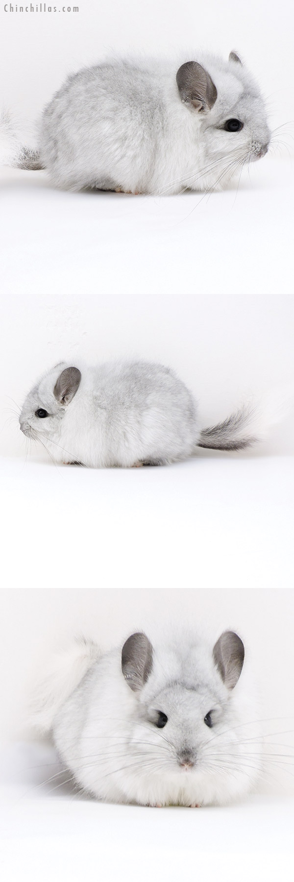 18021 Exceptional White Mosaic  Royal Persian Angora Female Chinchilla