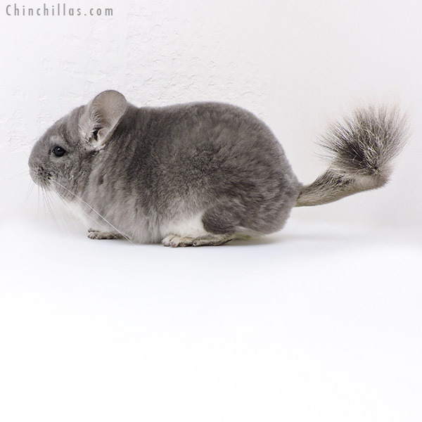 18020 Large Blocky Premium Production Quality Violet Female Chinchilla