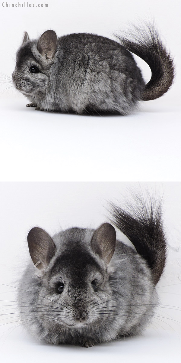 18018 Large Ebony ( Locken Carrier )  Royal Persian Angora Female Chinchilla