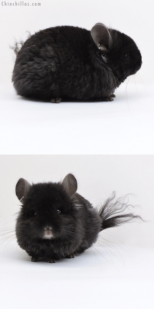 18030 Exceptional Brevi Type Ebony  Royal Imperial Angora Male Chinchilla