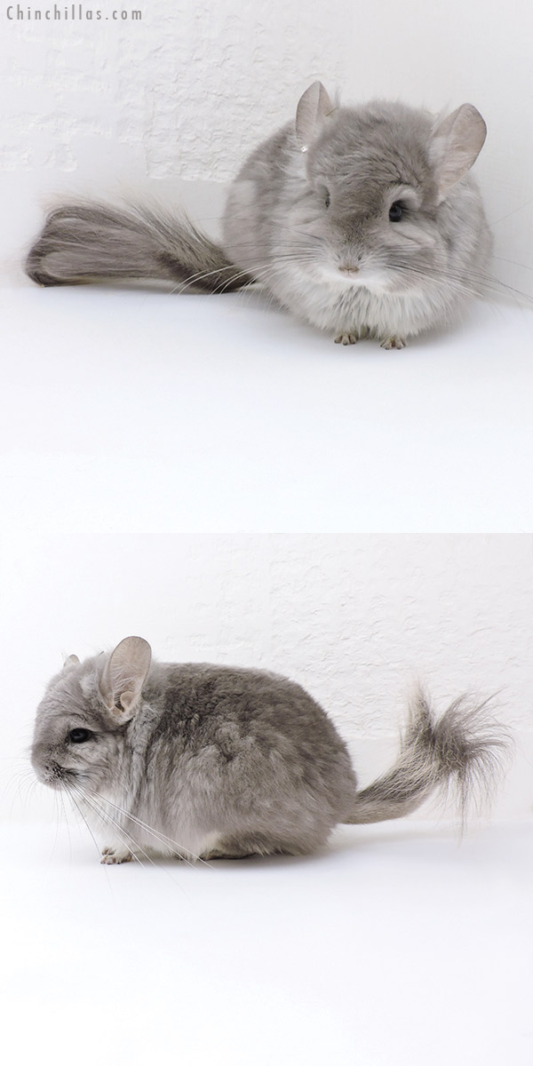 18026 Exceptional Violet  Royal Persian Angora Male Chinchilla