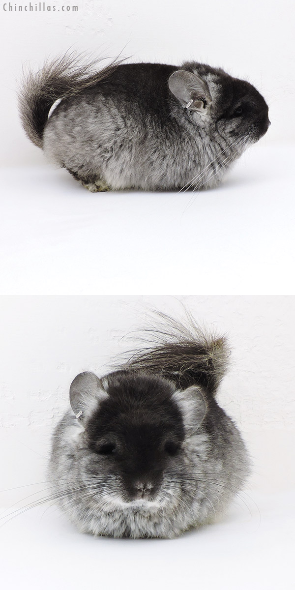 18032 Exceptional Blocky Brevi Type Black Velvet  Royal Persian Angora Female Chinchilla