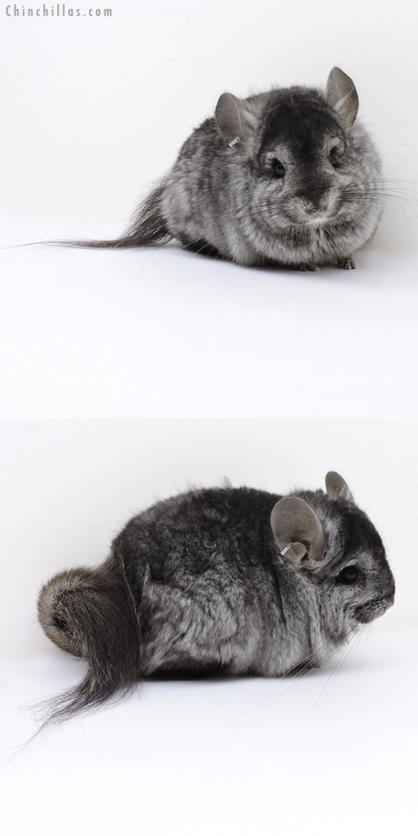 18029 Hetero Ebony  Royal Persian Angora ( Locken Carrier ) Male Chinchilla