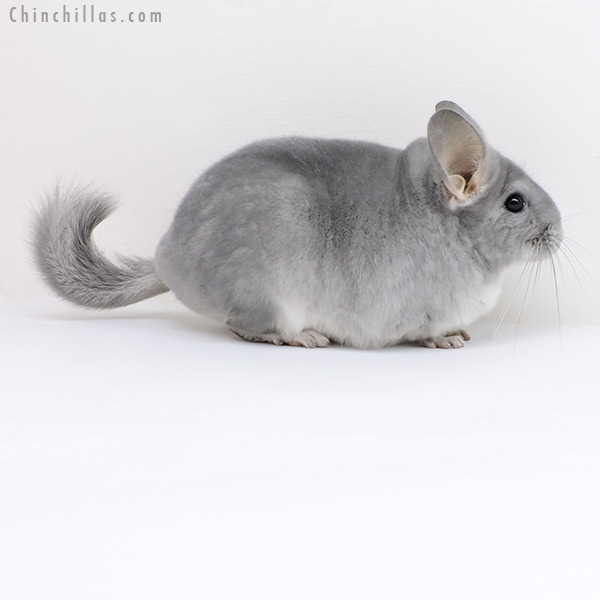 18019 Large Show Quality Blue Diamond Female Chinchilla