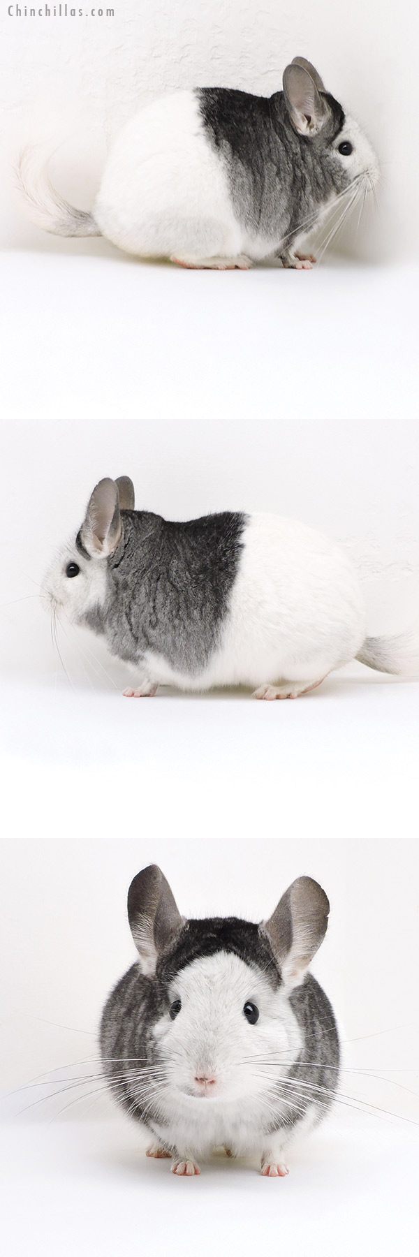 18025 Show Quality Extreme White Mosaic Female Chinchilla