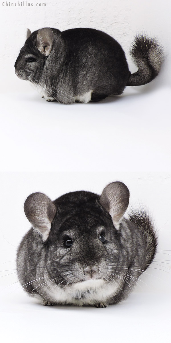 18022 Large Blocky Premium Production Quality Standard Female Chinchilla