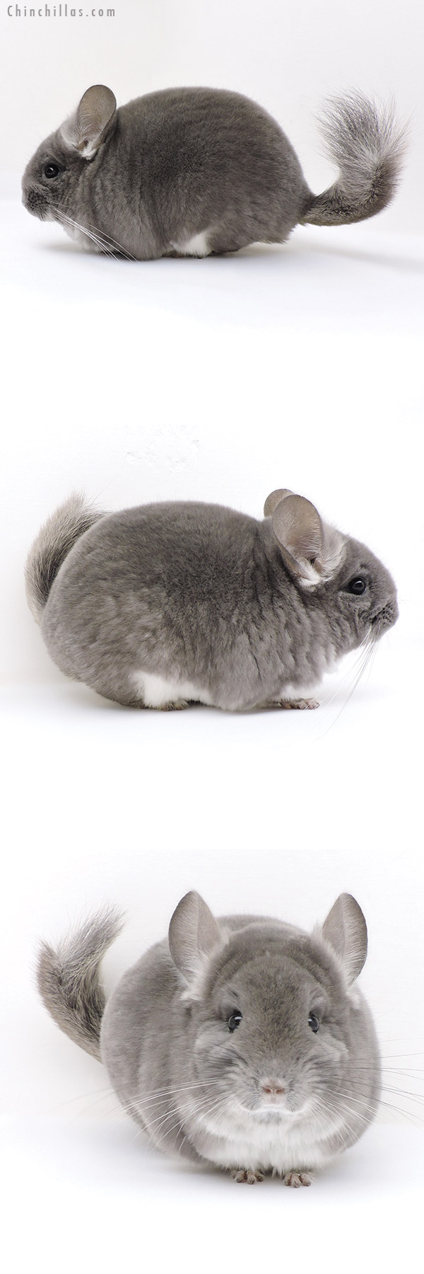 18035 Top Show Quality TOV Violet Male Chinchilla