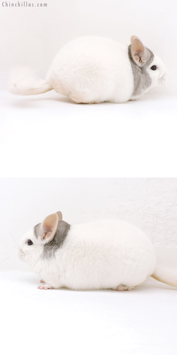 18036 Premium Production Quality Extreme Beige & White Mosaic Female Chinchilla