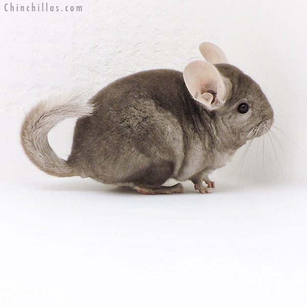 18039 Tan (  Royal Persian Angora Carrier ) Male Chinchilla