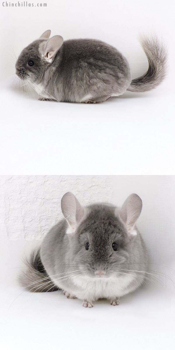 18037 Exceptional TOV Violet (  Royal Persian Angora Carrier ) Female Chinchilla