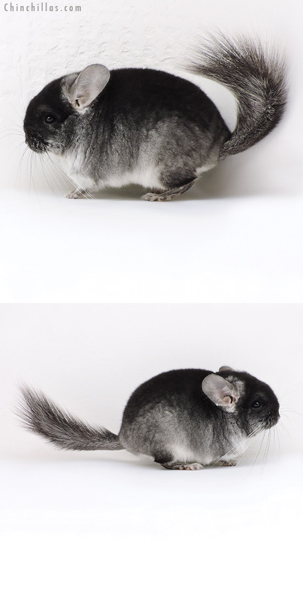 18040 Brevi Type Black Velvet ( Violet &  Royal Persian Angora Carrier ) Male Chinchilla