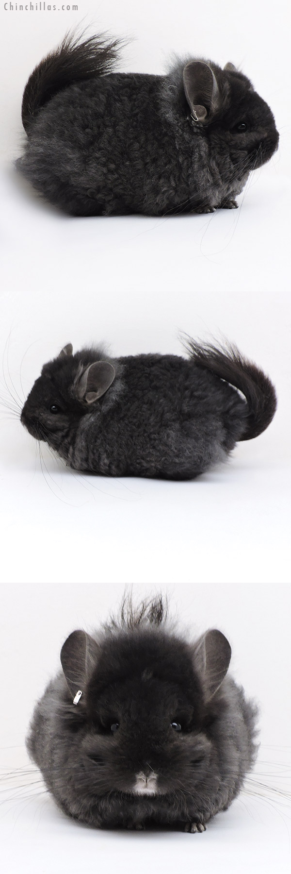 18047 Exceptional Blocky Ebony  Royal Imperial Angora Female Chinchilla with Lion Mane