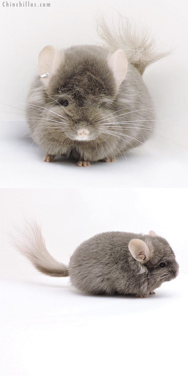 18044 Exceptional Dark Tan  Royal Persian Angora ( Locken Carrier ) Male Chinchilla with Ear Tufts