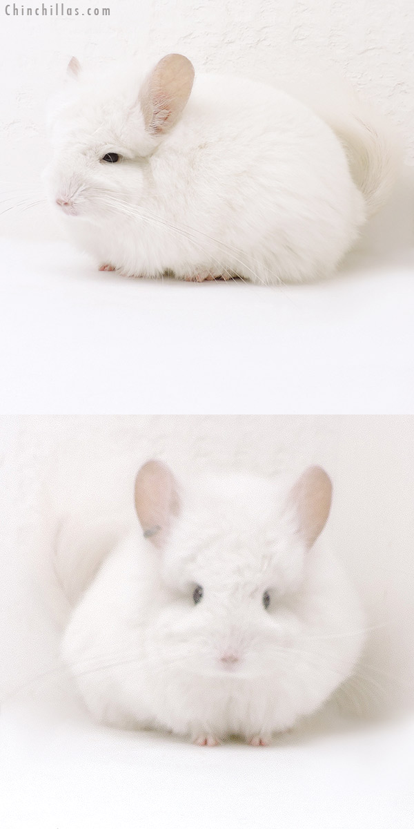 18050 Exceptional Pink White  Royal Persian Angora Female Chinchilla