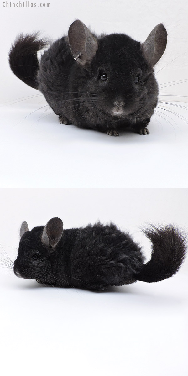 18041 Large Ebony  Royal Persian Angora Quasi Locken Male Chinchilla