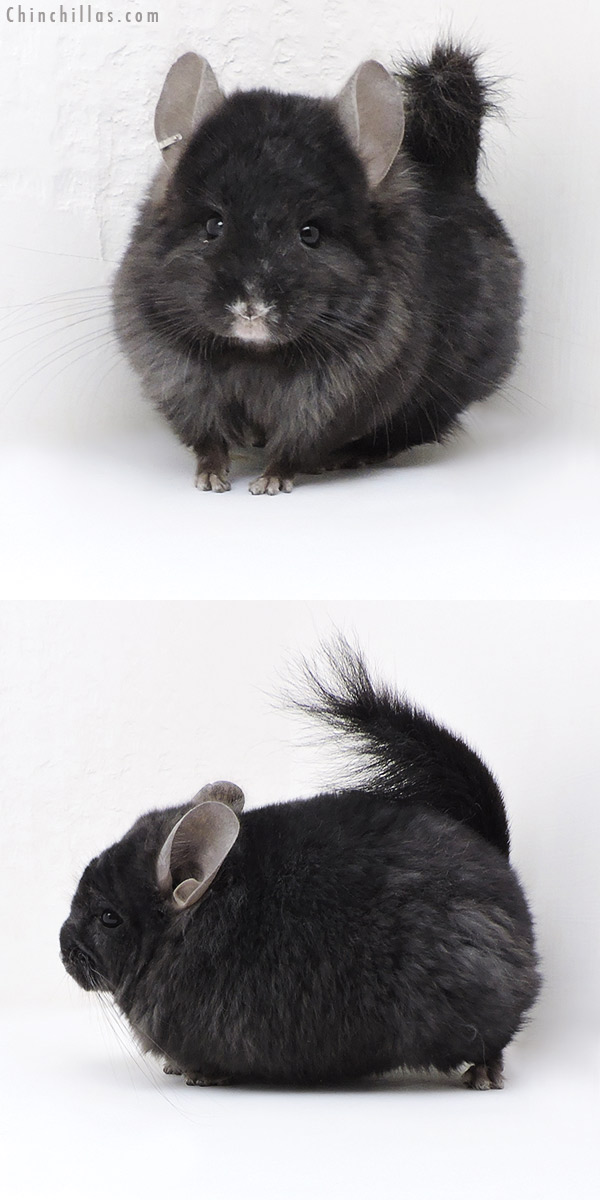 Chinchilla or related item offered for sale or export on Chinchillas.com - 18042 Ebony  Royal Persian Angora ( Locken Carrier ) Male Chinchilla