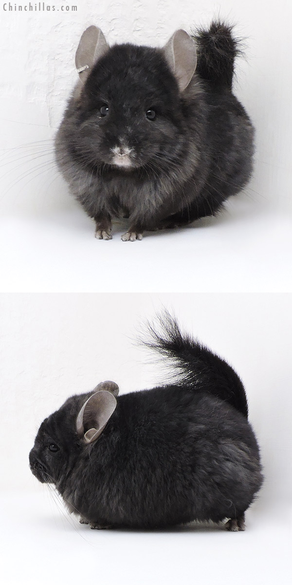 18042 Ebony  Royal Persian Angora ( Locken Carrier ) Male Chinchilla