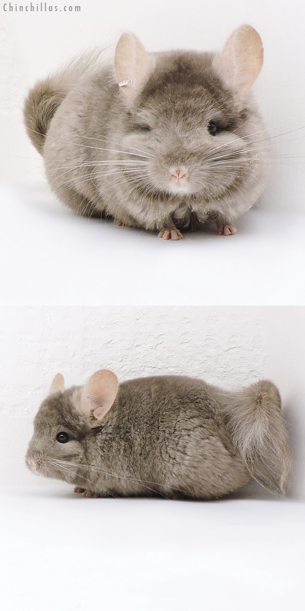 18043 Tan  Royal Persian Angora ( Locken Carrier ) Male Chinchilla