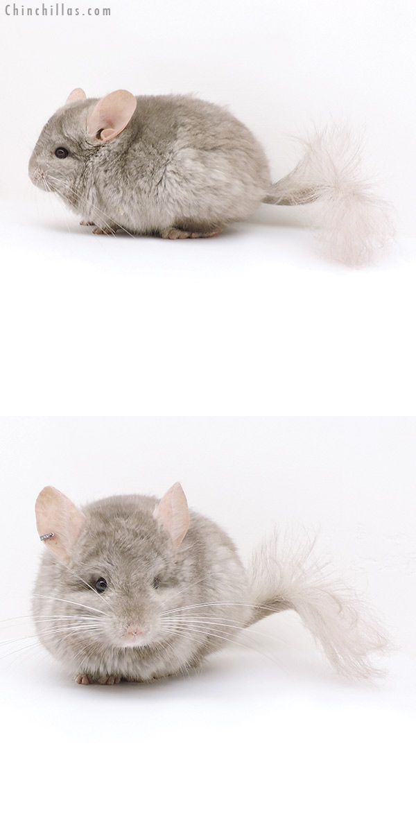 18045 Beige  Royal Persian Angora ( Ebony & Locken Carrier ) Male Chinchilla