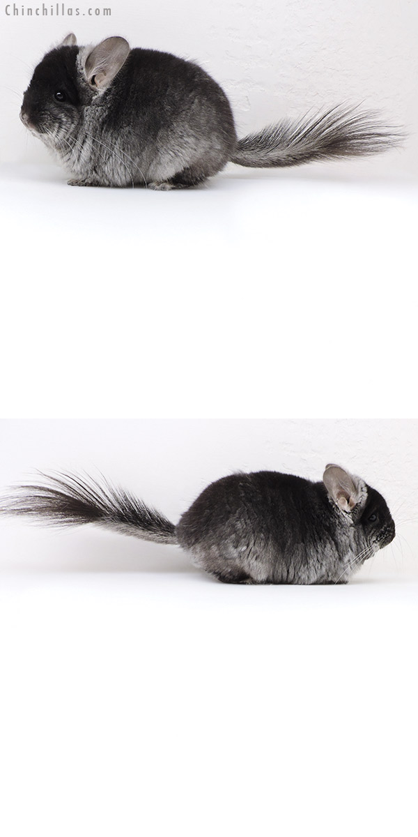 18046 Black Velvet  Royal Persian Angora ( Violet & Ebony Carrier ) Male Chinchilla