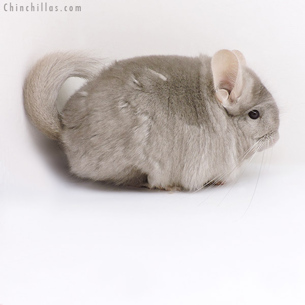 18051 Exceptional Beige  Royal Persian Angora ( Ebony & Locken Carrier ) Female Chinchilla