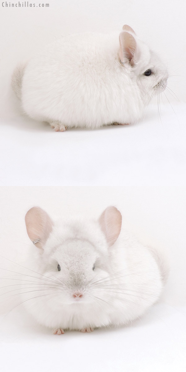 18048 Exceptional Pink White  Royal Persian Angora Female Chinchilla